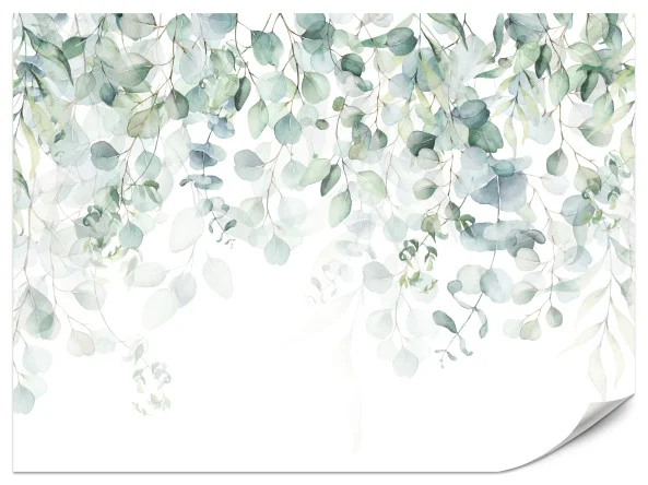 Fototapeta Akwarelowe liście eukaliptusa 200x140cm Tylko dziś