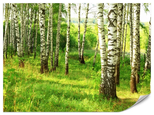 Fototapeta Brzozowy las 400x280cm Tani