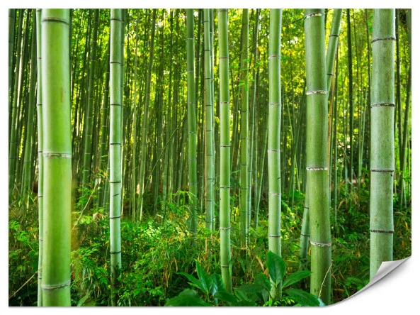 Fototapeta Bambusowy las 450x315cm Taniej